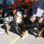 Random dogs that showed up needing a little bit of love.