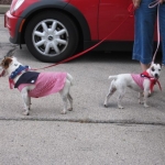 Even tiny dogs are ready to spread some Independance Day spirit!