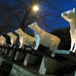 The row of cows out back.