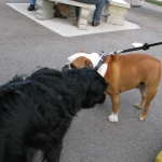 Tosh makes a new friend.