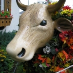 The local cow in front of Bessie rewards us with a treat from the Maple Leaf Cheese & Chocolate Haus.