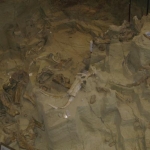 The site was a large watering hole that animals got into but couldn't get out.