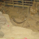 All of the Mammoths found are teenage males.