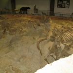 The bones found are actual bones, not petrified like dinosaur bones.