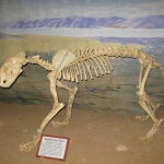A lion