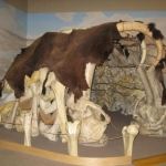 A recreation of a house made of Mammoth bones. Just like our early ancestors would have lived in!
