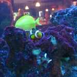 I found Nemo!