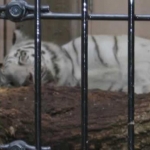 It's a white Bengal tiger.