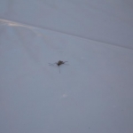 Mosquito in March!