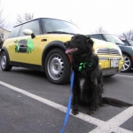 St. Patrick's Day Parade '08
