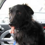 Tosh does not eat in the car.