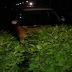 It's night time in Missouri and Bessie's hiding