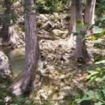 Scenery at Hamilton Pool Preserve, Near Austin Texas