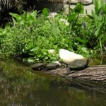 A pond, filled with turtles!