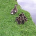 A Duck and her ducklings A Duck and her ducklings
