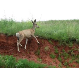 Deer! Deer!