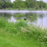 Red-wing blackbird! Red-wing blackbird!
