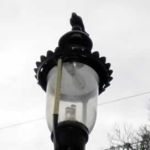 It flew off and glowered at me from a top of the lamp post It flew off and glowered at me from a top of the lamp post