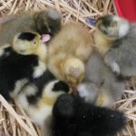 Ducks Ducks