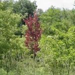 It's not fall yet, but don't tell that to this tree. It's not fall yet, but don't tell that to this tree.