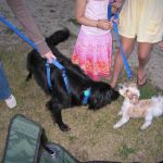 Tosh meets with the other critters. Tosh meets with the other critters.