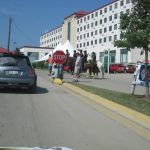 Real horse power.