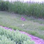 A rabbit, even though there are tons of them, we still get excited to see them A rabbit, even though there are tons of them, we still get excited to see them