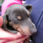 Awwww... PUPPY! Awwww... PUPPY!