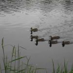 Swimming downstream for the summer Swimming downstream for the summer
