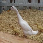 Duck Duck