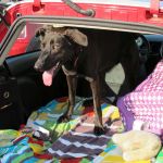 Minerva, my therapy dog while I was away from my Tosh. Minerva, my therapy dog while I was away from my Tosh.