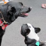 PUPPIES! PUPPIES!