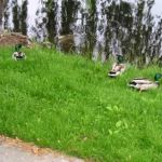 Duck, Duck, Duck... Duck, Duck, Duck...