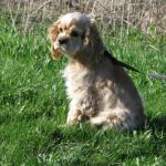 First photo - a dog - you know where my priorities are! First photo - a dog - you know where my priorities are!