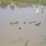 And in that pond... ducks!