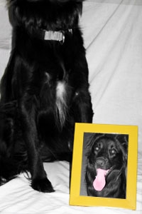 Tosh the Faithful Companion