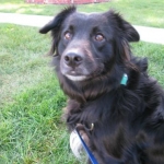 Tosh looks expectantly for some sandwich crusts.