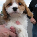 Penny, the Cavachon.