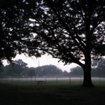 Fog descends on the ballpark