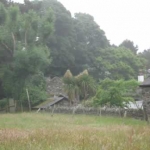 In the center, palm trees