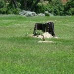 Prarie Dogs!
