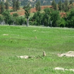 Prarie Dogs!
