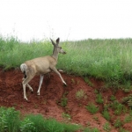 Deer!