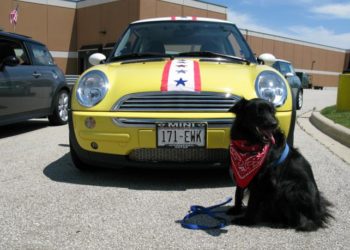 Tosh and Bessie decked out for Independance Day.