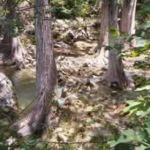 Scenery at Hamilton Pool Preserve, Near Austin Texas