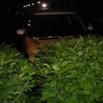 It's night time in Missouri and Bessie's hiding