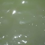 Jellyfish!