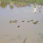 And in that pond... ducks!