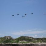 Pelicans!