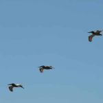 Close Pelicans!